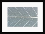 Leaf of a poplar, macro shot by Anonymous