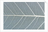 Leaf of a poplar, macro shot by Anonymous