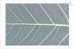 Leaf of a poplar, macro shot by Anonymous