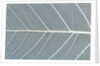 Leaf of a poplar, macro shot by Anonymous