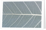Leaf of a poplar, macro shot by Anonymous