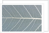Leaf of a poplar, macro shot by Anonymous