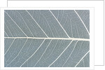 Leaf of a poplar, macro shot by Anonymous