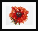 Red poppy blossom by Anonymous