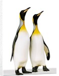 Two king penguins by Anonymous