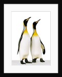Two king penguins by Anonymous