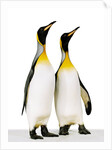 Two king penguins by Anonymous