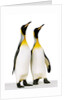 Two king penguins by Anonymous