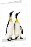 Two king penguins by Anonymous