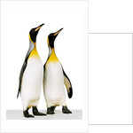 Two king penguins by Anonymous