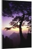 Huangshan Pine in the Huangshan Mountains by Anonymous