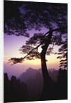 Huangshan Pine in the Huangshan Mountains by Anonymous