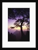 Huangshan Pine in the Huangshan Mountains by Anonymous