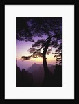 Huangshan Pine in the Huangshan Mountains by Anonymous