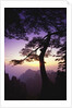 Huangshan Pine in the Huangshan Mountains by Anonymous