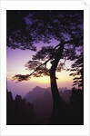 Huangshan Pine in the Huangshan Mountains by Anonymous