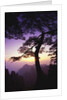 Huangshan Pine in the Huangshan Mountains by Anonymous