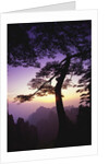 Huangshan Pine in the Huangshan Mountains by Anonymous