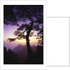 Huangshan Pine in the Huangshan Mountains by Anonymous