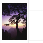 Huangshan Pine in the Huangshan Mountains by Anonymous
