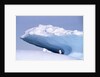 Antarctica, adelie penguin in front of iceberg by Anonymous