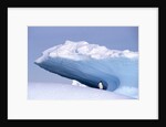 Antarctica, adelie penguin in front of iceberg by Anonymous