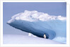Antarctica, adelie penguin in front of iceberg by Anonymous