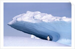 Antarctica, adelie penguin in front of iceberg by Anonymous