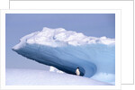 Antarctica, adelie penguin in front of iceberg by Anonymous