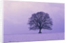 Oak tree, winter landscape, Germany by Anonymous