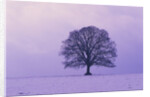 Oak tree, winter landscape, Germany by Anonymous