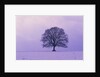 Oak tree, winter landscape, Germany by Anonymous