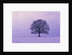Oak tree, winter landscape, Germany by Anonymous