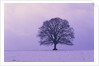 Oak tree, winter landscape, Germany by Anonymous