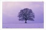Oak tree, winter landscape, Germany by Anonymous