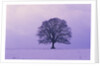 Oak tree, winter landscape, Germany by Anonymous