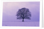 Oak tree, winter landscape, Germany by Anonymous