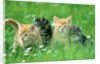 Four Kittens by Anonymous
