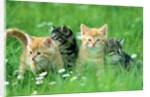 Four Kittens by Anonymous