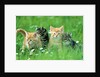 Four Kittens by Anonymous