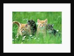 Four Kittens by Anonymous
