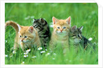 Four Kittens by Anonymous