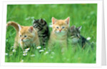 Four Kittens by Anonymous