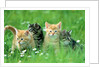 Four Kittens by Anonymous