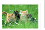 Four Kittens by Anonymous