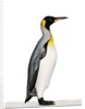 King penguin by Anonymous