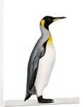 King penguin by Anonymous