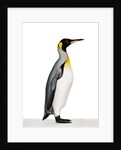 King penguin by Anonymous