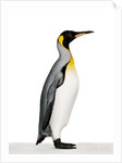 King penguin by Anonymous