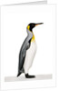 King penguin by Anonymous